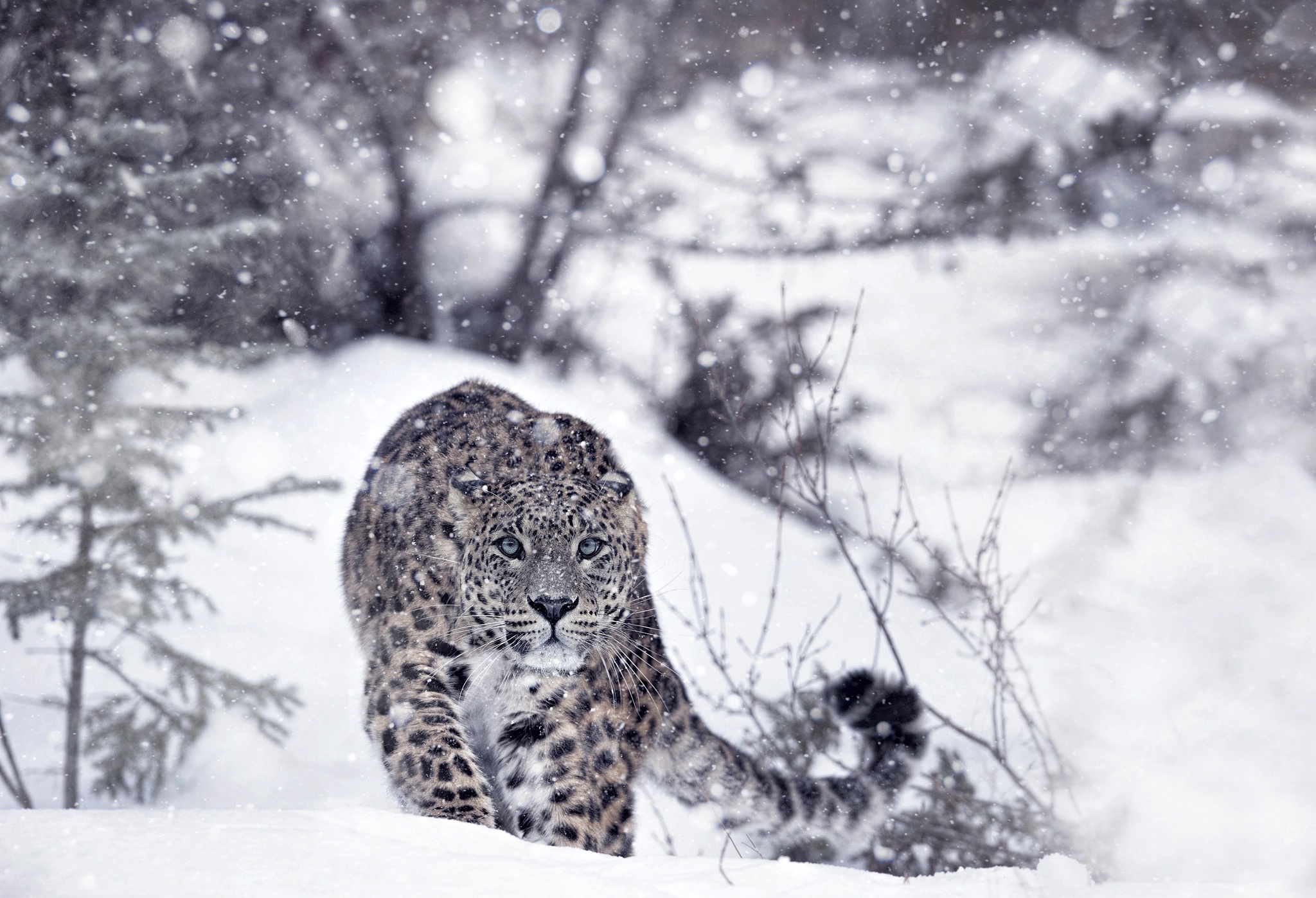 Snow Leopard