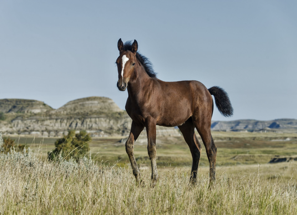 Mustang