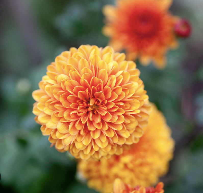 Chrysanthemum